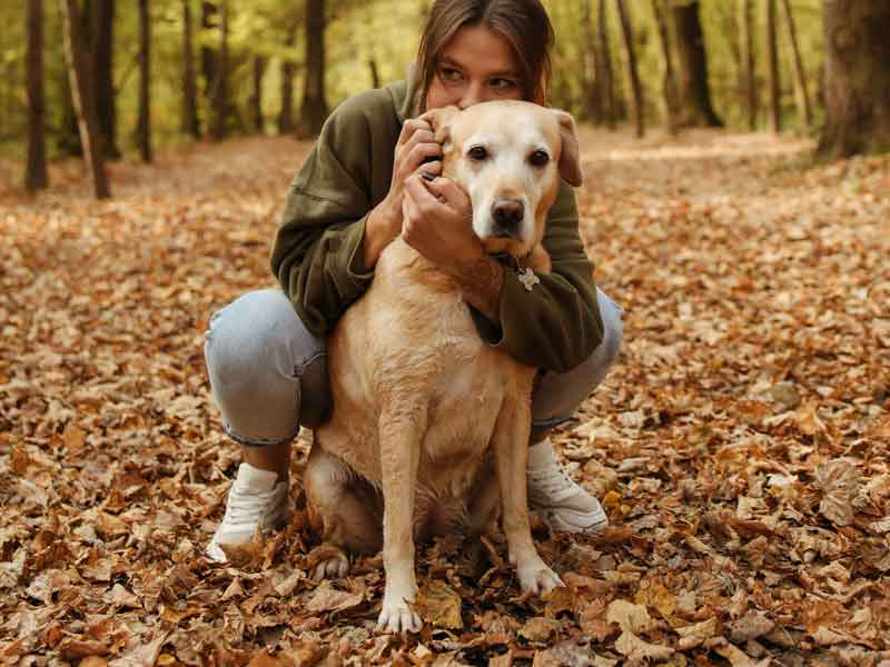 leaf peeping walking dog