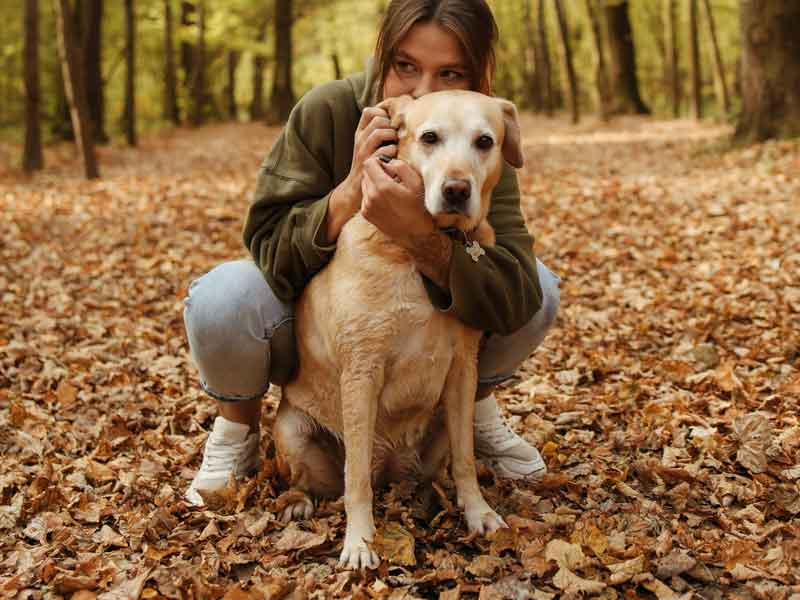 leaf peeping walking dog