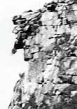 Bush attached to chin