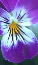 spring flower