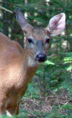Local Quadruped