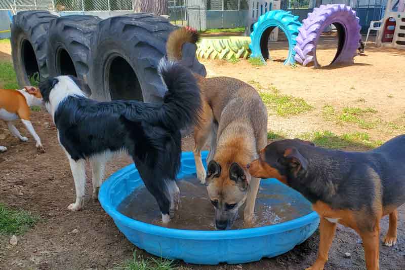 dogs making friends