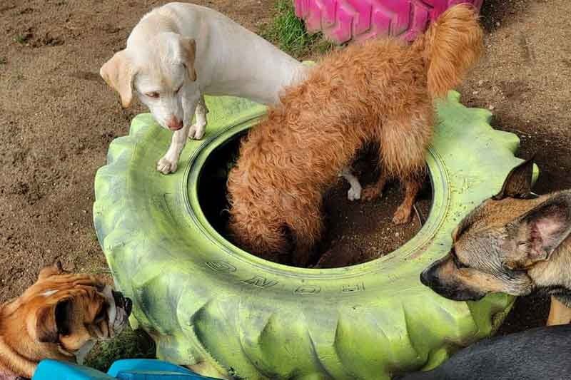 dog laying in truck tire