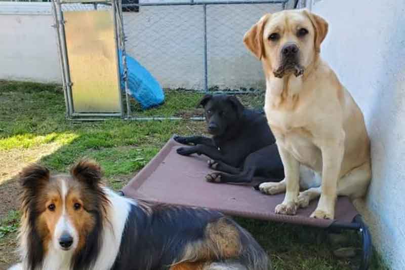 dogs resting